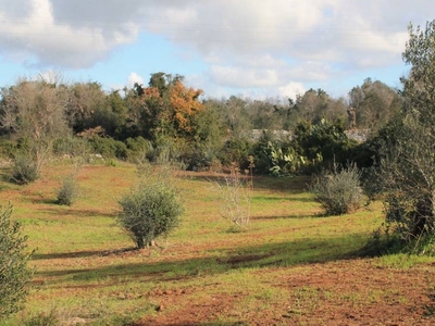 Terreno Agricolo in vendita a Presicce-Acquarica strada Vicinale Petricella o Monti