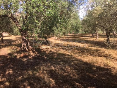 Terreno Agricolo in vendita a Tricase zona industriale