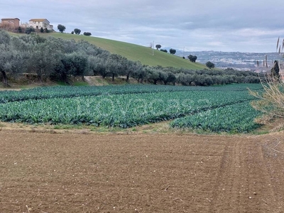 Terreno Agricolo in vendita ad Alba Adriatica via Certosa , snc