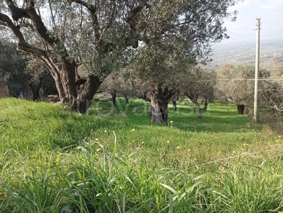 Terreno Agricolo in vendita ad Albanella via Santa Sofia