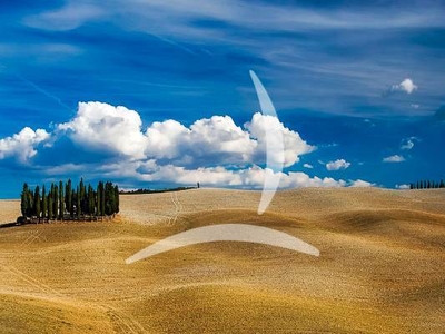 Azienda Vitivinicola e Oleifera in Vendita a Montalcino