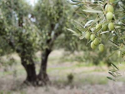 Terreno in vendita, Pisa oratoio