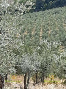 Vendita Terreno Agricolo in FIGLINE E INCISA VALDARNO