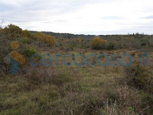 Terreno agricolo in vendita a Monteverdi Marittimo