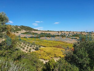 Terreno agricolo in vendita in Contrada Santa Venere, Rocca Imperiale