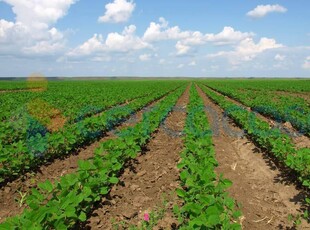 Terreno agricolo in vendita in Via Del Piano, Medicina