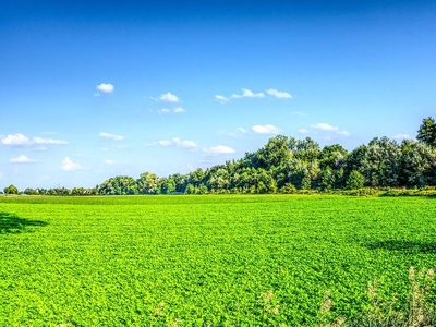 Terreno in vendita a Gorla Maggiore