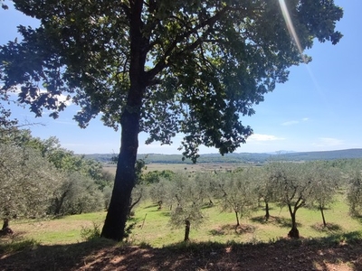 terreno agricolo in vendita a Monteriggioni