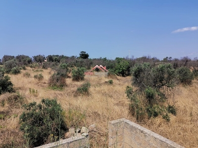 Oliveto in vendita a Gagliano del Capo