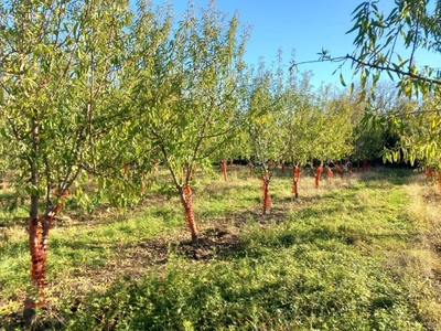 Terreno Agricolo in vendita a Bibiana via Bagnolo