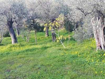 Terreno Agricolo in vendita a Bosa localita Tiria s.n.c