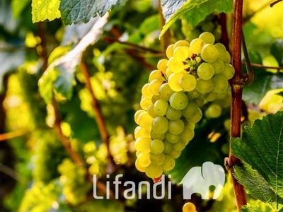 Terreno Agricolo in vendita a Caldaro Sulla Strada del Vino