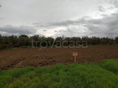 Terreno Agricolo in vendita a Campi Salentina strada Comunale Campi Salentino