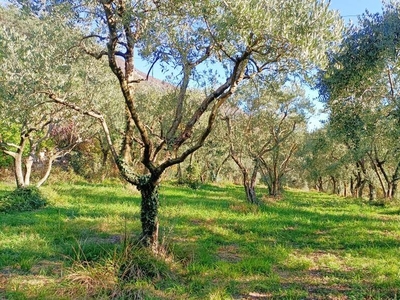 Terreno Agricolo in vendita a Caprino Veronese via Canal, 120