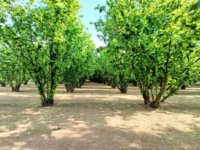 Terreno Agricolo in vendita a Carrù strada Merlo