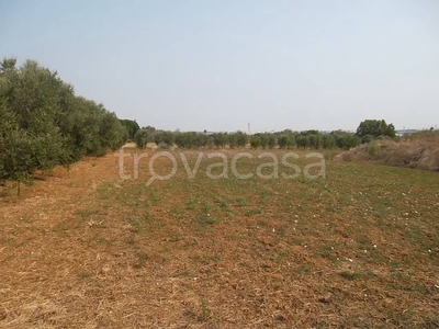 Terreno Agricolo in vendita a Casarano sp263