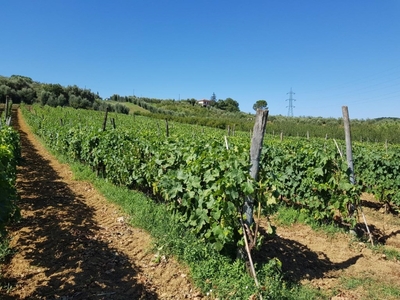 Terreno Agricolo in vendita a Casciana Terme Lari via dei Franchi