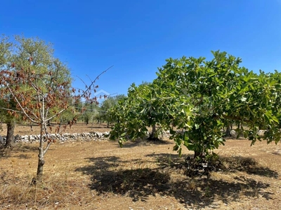 Terreno Agricolo in vendita a Cassano delle Murge cassano delle Murge