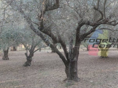 Terreno Agricolo in vendita a Castiglione di Sicilia contrada Trimarchisa