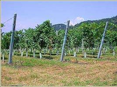 Terreno Agricolo in vendita a Cavaion Veronese via Pozzo dell'Amore, 9