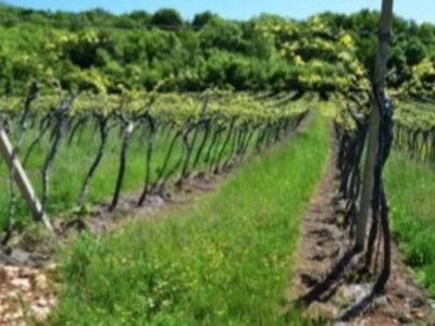 Terreno Agricolo in vendita a Cazzano di Tramigna