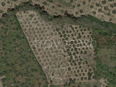 Terreno Agricolo in vendita a Cerda contrada Zingara