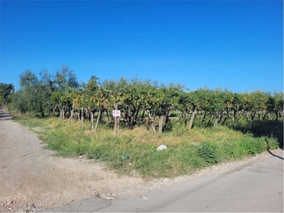 Terreno Agricolo in vendita a Cerignola via contrada quarto