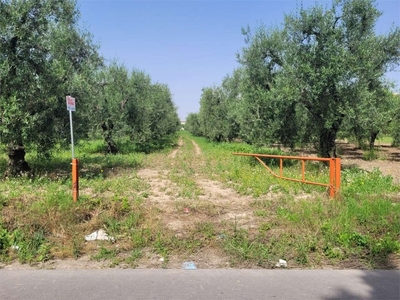 Terreno Agricolo in vendita a Cerignola via santuario madonna di ripalta