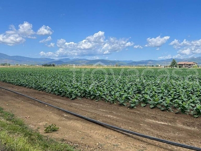 Terreno Agricolo in vendita a Citerna sant'Antonio