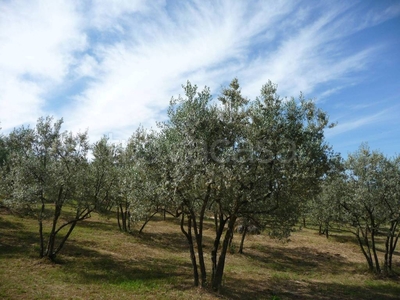 Terreno Agricolo in vendita a Civitella in Val di Chiana via del Vicinale di Belvedere