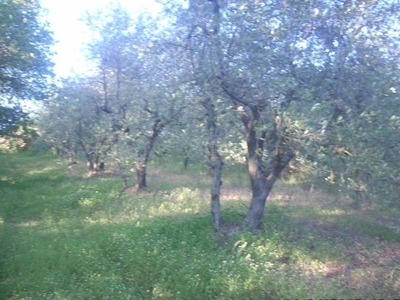 Terreno Agricolo in vendita a Colle di Val d'Elsa ,