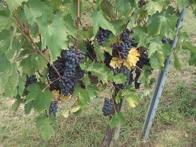 Terreno Agricolo in vendita a Colle di Val d'Elsa ,