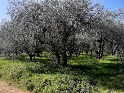 Terreno Agricolo in vendita a Colle di Val d'Elsa via Boninsegna Duccio,