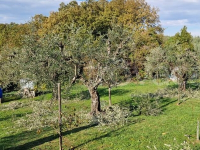 Terreno Agricolo in vendita a Collesalvetti via di Badia