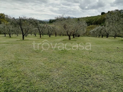 Terreno Agricolo in vendita a Collevecchio via Piedicolle
