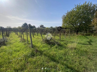 Terreno Agricolo in vendita a Colonna via dei Bellucci