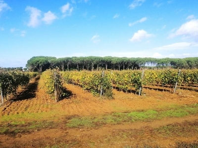 Terreno Agricolo in vendita a Cortona