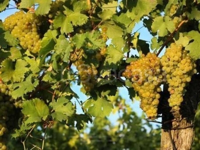 Terreno Agricolo in vendita a Cossano Belbo