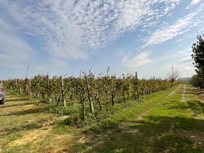 Terreno Agricolo in vendita a Crespina Lorenzana via Giacomo Matteotti, 279