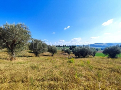 Terreno Agricolo in vendita a Fano