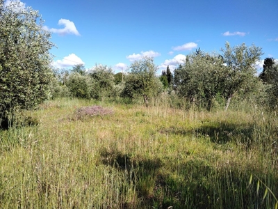 Terreno Agricolo in vendita a Fauglia