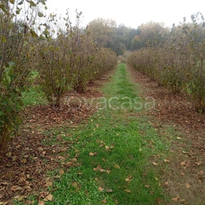 Terreno Agricolo in vendita a Felizzano strada dei Boschi