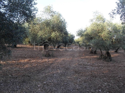 Terreno Agricolo in vendita a Formia via Mamurrano