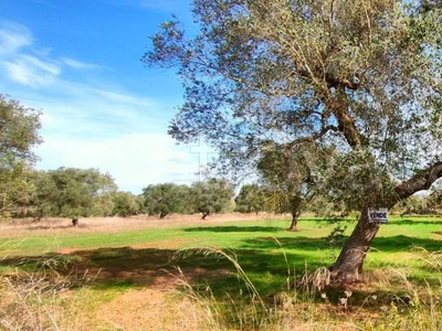 Terreno Agricolo in vendita a Fragagnano strada Comunale da Pulsano a Sava