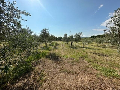 Terreno Agricolo in vendita a Gavorrano