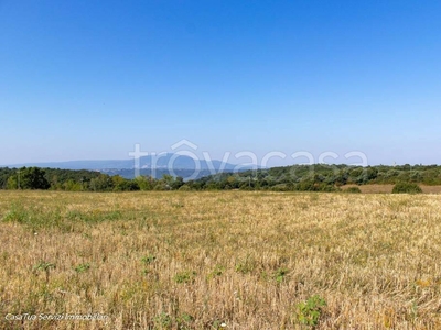 Terreno Agricolo in vendita a Giove sp31