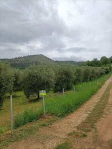 Terreno Agricolo in vendita a Giuliano di Roma via Casali