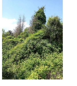 Terreno Agricolo in vendita a Gubbio località Biscina