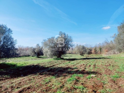 Terreno Agricolo in vendita a Ischia di Castro località Vepre, snc