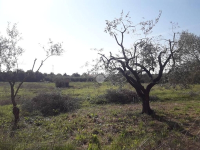 Terreno Agricolo in vendita a Lanuvio via isola di caprera